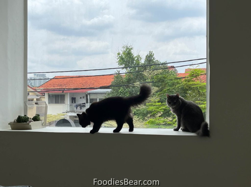 cats roaming by the window