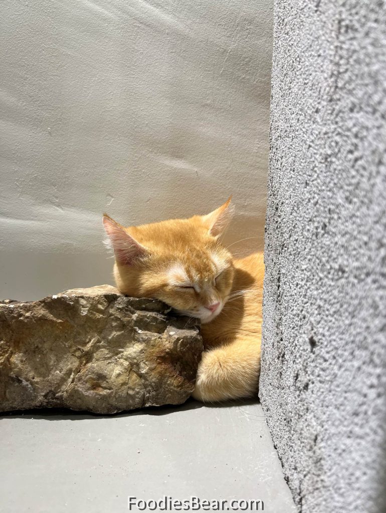 cat sleeping on rock pillow